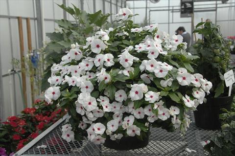 Photo de variété de fleurs à utiliser comme: Pot et Plante à massif Catharanthus roseus - Vinca Boa Bianco con occhio