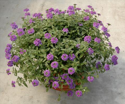 Photo de variété de fleurs à utiliser comme: Pot, patio, Suspension Verbena Superbena Royale Parfume