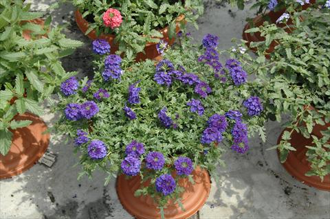Photo de variété de fleurs à utiliser comme: Pot, patio, Suspension Verbena Vepita Blu