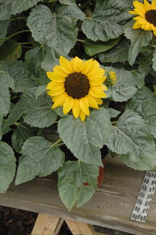 Photo de variété de fleurs à utiliser comme: Pot et Plante à massif Helianthus annuus Miss Sunshine compatto