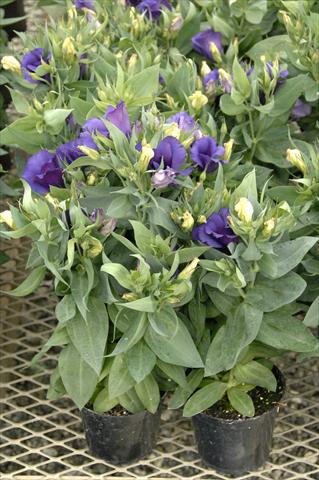 Photo de variété de fleurs à utiliser comme: Pot Lisianthus F.1 Carmen Blu