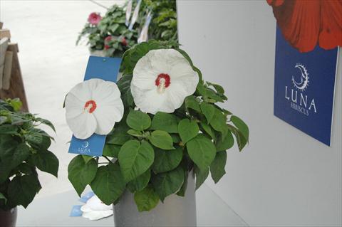 Photo de variété de fleurs à utiliser comme: Pot et Plante à massif Hibiscus moscheutos Luna Mix