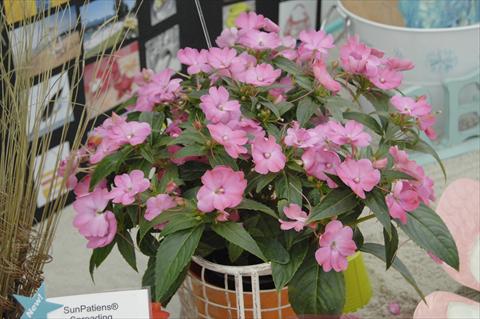 Photo de variété de fleurs à utiliser comme: Pot et Plante à massif Impatiens N. Guinea Sunpatiens® Vigorous Pink