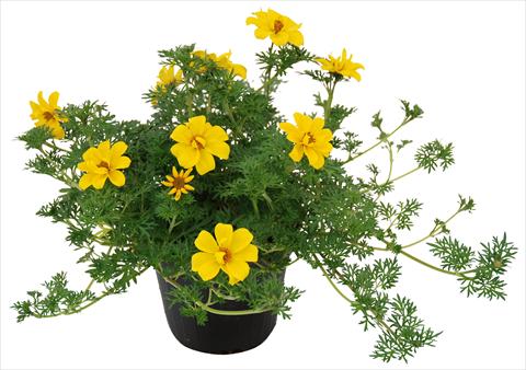 Photo de variété de fleurs à utiliser comme: Pot et Plante à massif Bidens ferulifolia Flair