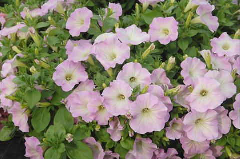 Photo de variété de fleurs à utiliser comme: Pot, patio, Suspension Petunia Veranda® Pink Blush