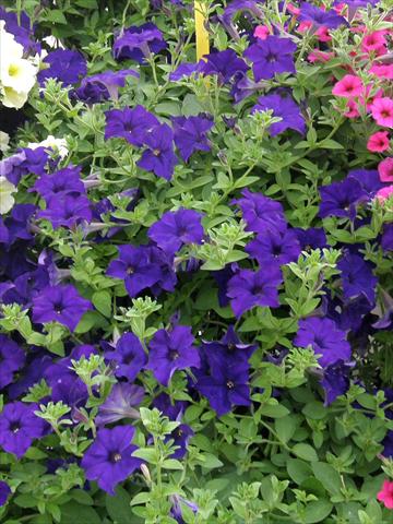 Photo de variété de fleurs à utiliser comme: Pot, patio, Suspension Petunia Veranda® Blu