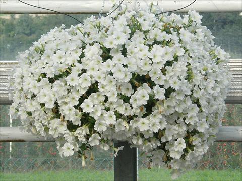 Photo de variété de fleurs à utiliser comme: Pot, patio, Suspension Petunia Veranda® Bianco