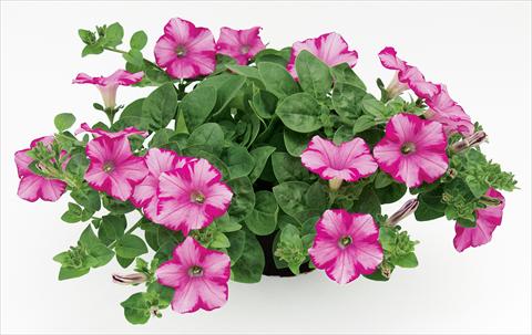 Photo de variété de fleurs à utiliser comme: Pot, patio, Suspension Petunia Raspberry Blast