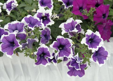 Photo de variété de fleurs à utiliser comme: Pot, patio, Suspension Petunia pendula Cascadias® Violet Skirt