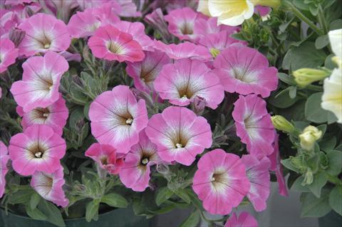 Photo de variété de fleurs à utiliser comme: Pot, patio, Suspension Petunia pendula Cascadias® Mashmallow Pink