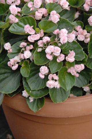 Photo de variété de fleurs à utiliser comme: Pot et Plante à massif Begonia semperflorens Paso Doble Candy Pink