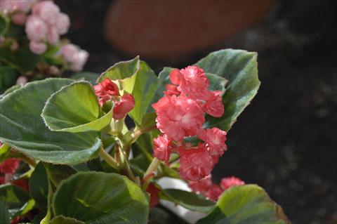 Photo de variété de fleurs à utiliser comme: Pot et Plante à massif Begonia semperflorens Paso Doble Cherry Red