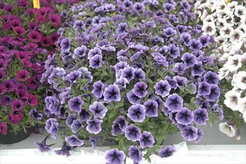 Photo de variété de fleurs à utiliser comme: Pot, patio, Suspension Petunia Littletunia Blu Vein