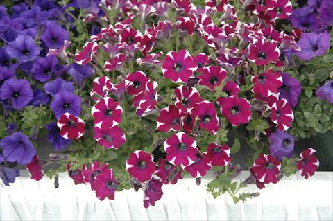 Photo de variété de fleurs à utiliser comme: Pot, patio, Suspension Petunia pendula Cascadias® Cabernet