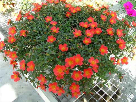 Photo de variété de fleurs à utiliser comme: Pot et Plante à massif Portulaca Amica Scarlet