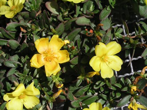 Photo de variété de fleurs à utiliser comme: Pot et Plante à massif Portulaca Amica Yellow