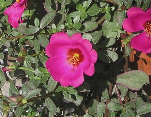 Photo de variété de fleurs à utiliser comme: Pot et Plante à massif Portulaca Amica Rose with eye