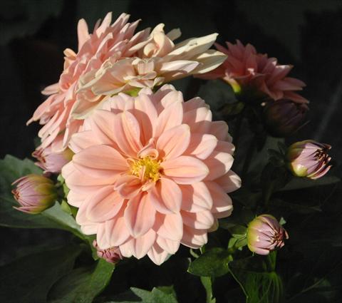 Photo de variété de fleurs à utiliser comme: Pot et Plante à massif Dahlia Dahlietta Lily pesca