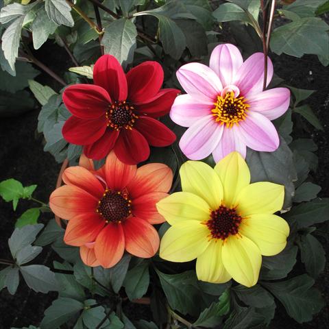 Photo de variété de fleurs à utiliser comme: Pot et Plante à massif Dahlia Mix a foglia scura