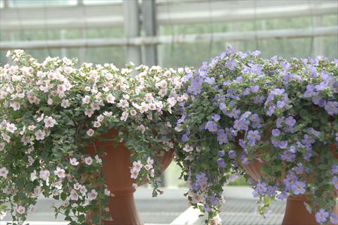 Photo de variété de fleurs à utiliser comme: Pot, patio, Suspension Bacopa (Sutera cordata) Scopia® Gulliver Blu e Gulliver Pink mix