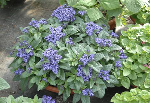 Photo de variété de fleurs à utiliser comme: Pot et Plante à massif Heliotropium arborescens Marine Blue