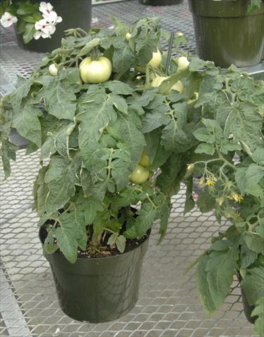 Photo de variété de fleurs à utiliser comme: Pot et Plante à massif Solanum lycopersicum (pomodoro) Megabite