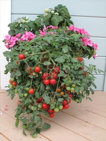 Photo de variété de fleurs à utiliser comme: Pot et Plante à massif Solanum lycopersicum (pomodoro) Tumbling Red