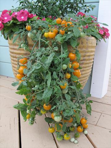 Photo de variété de fleurs à utiliser comme: Pot et Plante à massif Solanum lycopersicum (pomodoro) Tumbling Yellow