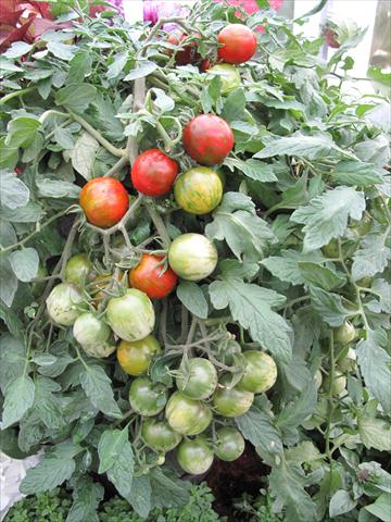 Photo de variété de fleurs à utiliser comme: Pot et Plante à massif Solanum lycopersicum (pomodoro) Tumbling Tiger