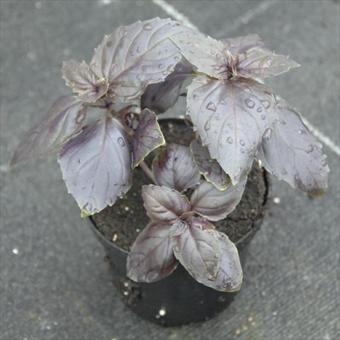 Photo de variété de fleurs à utiliser comme: Pot et Plante à massif Ocimum basilicum Rosso
