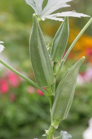 Photo de variété de fleurs à utiliser comme: Pot et Plante à massif Abelmoschus esculentus Okra Green Fingers