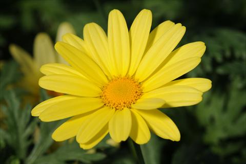 Photo de variété de fleurs à utiliser comme: Pot et Plante à massif Argyranthemum PLA Yellow Empire