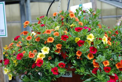 Photo de variété de fleurs à utiliser comme: Pot, Plante à massif, patio, Suspension Calibrachoa Superbells XXX