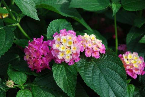 Photo de variété de fleurs à utiliser comme: Pot et Plante à massif Lantana camara Top Calippo Pink Passion