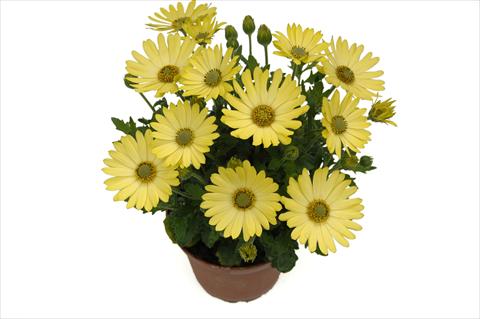 Photo de variété de fleurs à utiliser comme: Pot et Plante à massif Osteospermum Springstar Big Yellow