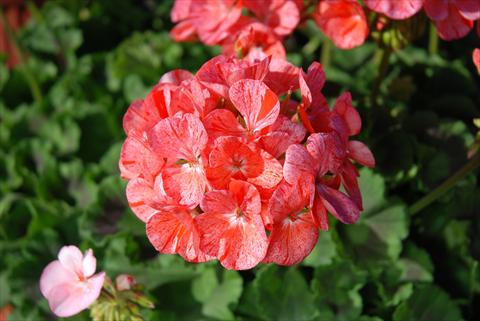 Photo de variété de fleurs à utiliser comme: Pot Pelargonium zonale Gen® FlicFlac Red