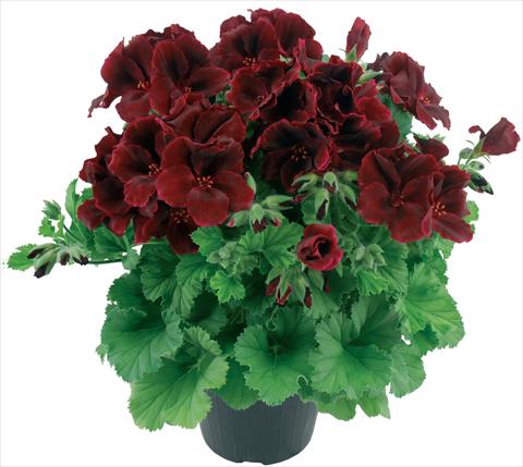 Photo de variété de fleurs à utiliser comme: Pot Pelargonium grandiflorum Top Cacao