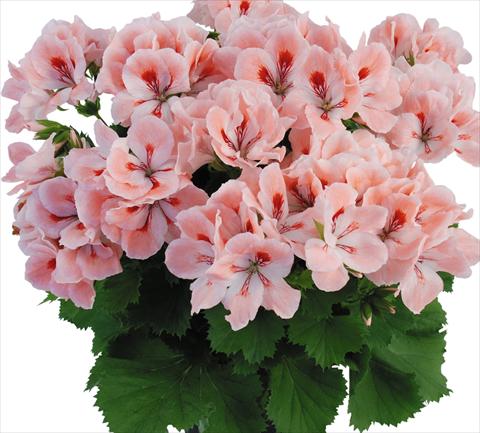 Photo de variété de fleurs à utiliser comme: Pot Pelargonium grandiflorum Top Rosmarie