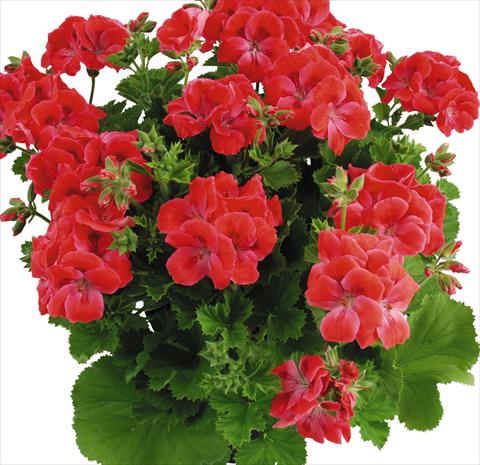 Photo de variété de fleurs à utiliser comme: Pot Pelargonium grandiflorum Top Spritz Monroe