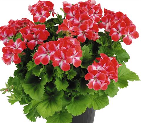 Photo de variété de fleurs à utiliser comme: Pot Pelargonium grandiflorum Top Spritz Swiss