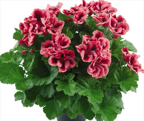 Photo de variété de fleurs à utiliser comme: Pot Pelargonium grandiflorum Top Vicky