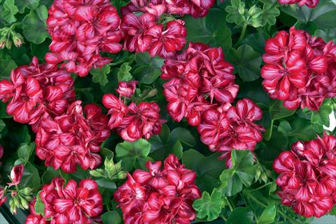 Photo de variété de fleurs à utiliser comme: Pot Pelargonium peltatum Gen® Lollipop Cherry