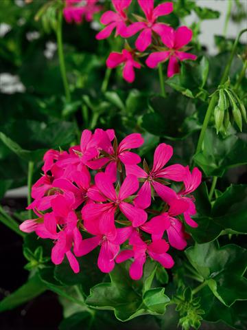Photo de variété de fleurs à utiliser comme: Pot Pelargonium peltatum Ville Gen Balcon Noa