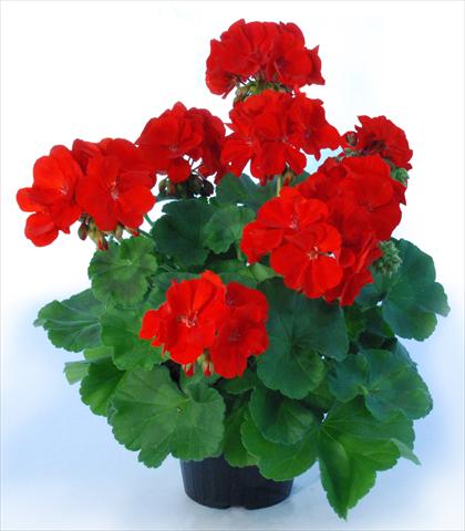 Photo de variété de fleurs à utiliser comme: Pot Pelargonium zonale Top King Laurin