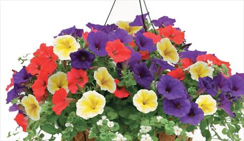Photo de variété de fleurs à utiliser comme: Pot, patio, Suspension Petunia PW Veranda XXX