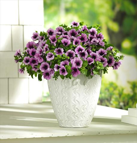 Photo de variété de fleurs à utiliser comme: Pot, patio, Suspension Petunia PW Bordeaux