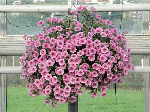 Photo de variété de fleurs à utiliser comme: Pot, patio, Suspension Petunia Veranda® Rose Vein