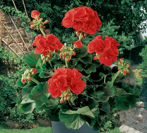 Photo de variété de fleurs à utiliser comme: Pot Pelargonium zonale Top Barbarossa