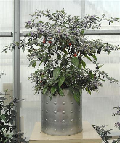 Photo de variété de fleurs à utiliser comme: Pot et Plante à massif Capsicum annuum Hot Purple