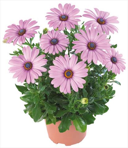 Photo de variété de fleurs à utiliser comme: Pot et Plante à massif Osteospermum Margarita Nano® Dark Lilac
